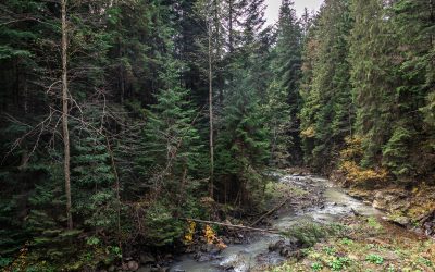 Wir schützen Regenwald